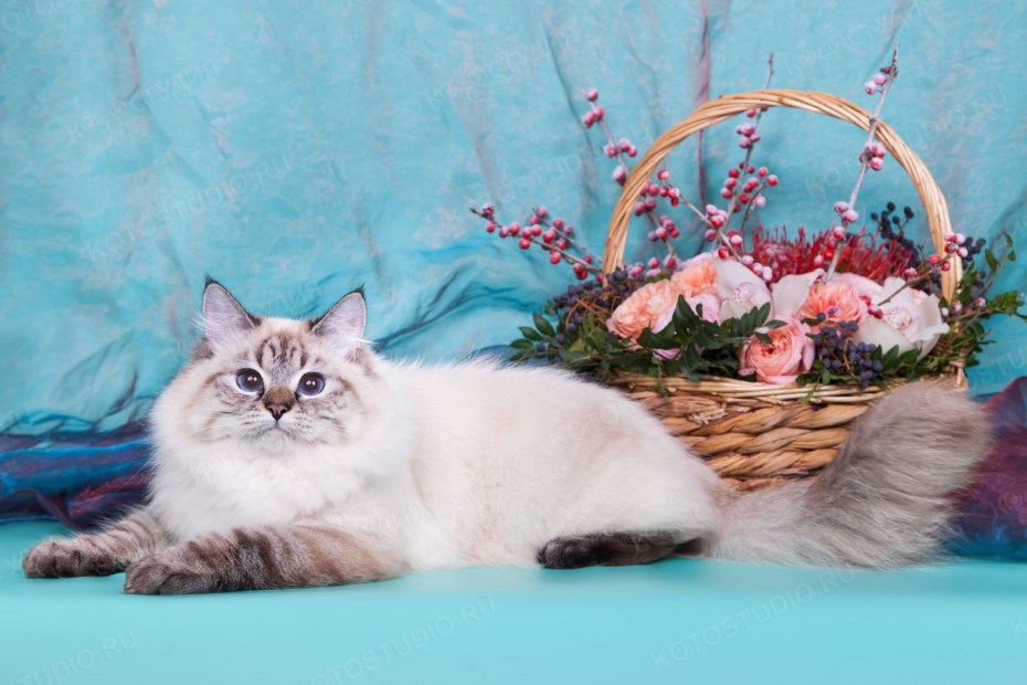 Невская маскарадная кошка