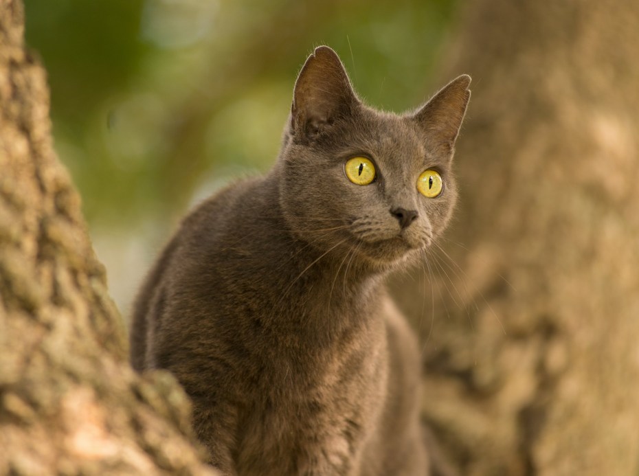 Кошка серая