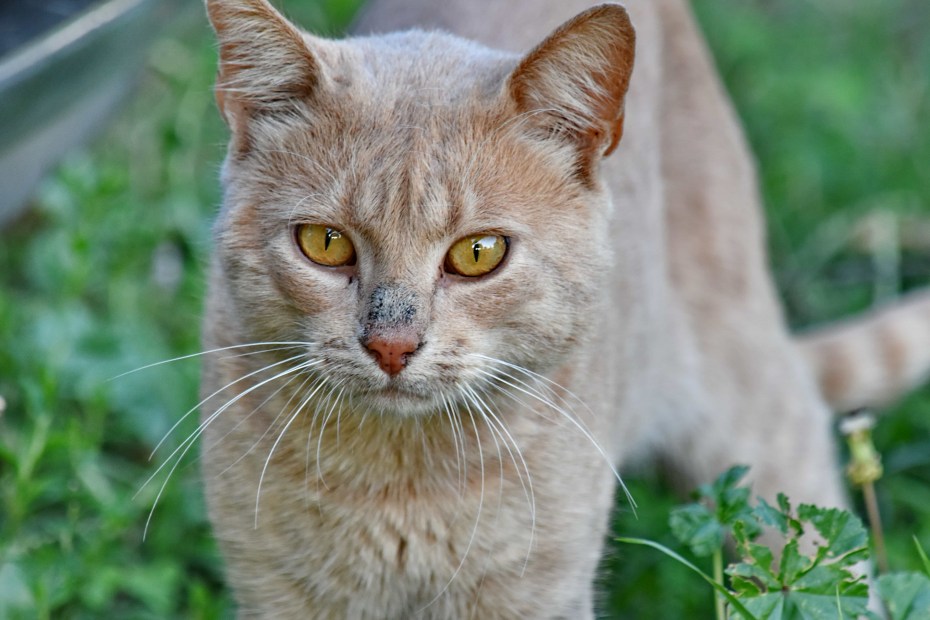 Коты Воители бурый кот