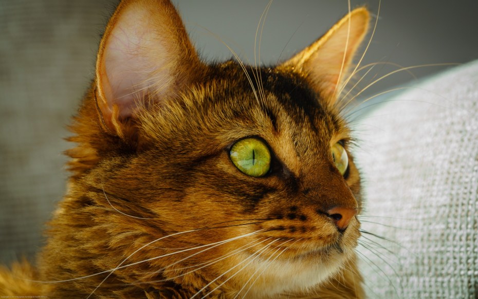 Зеленоглазая кошка