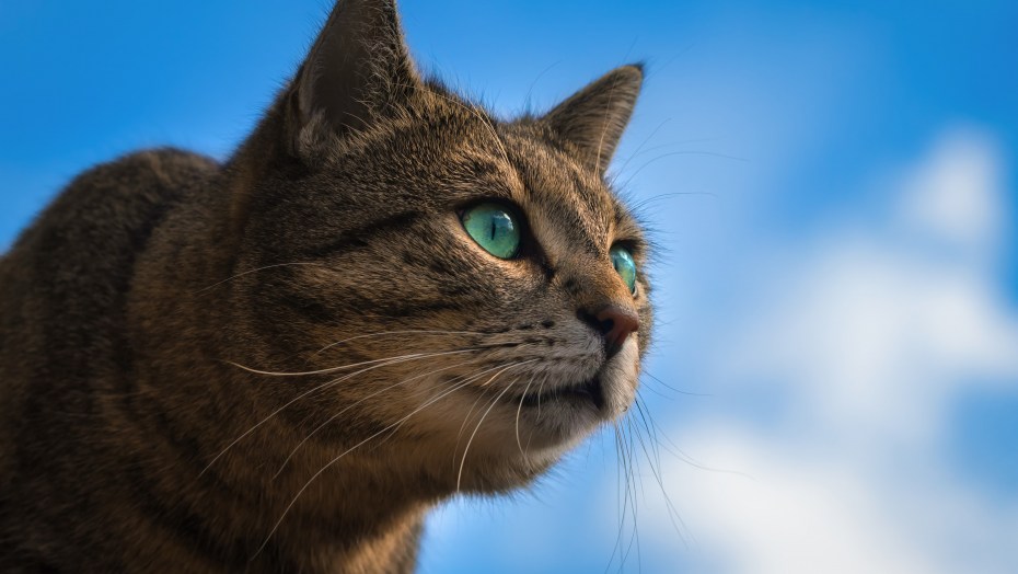 Морда кота