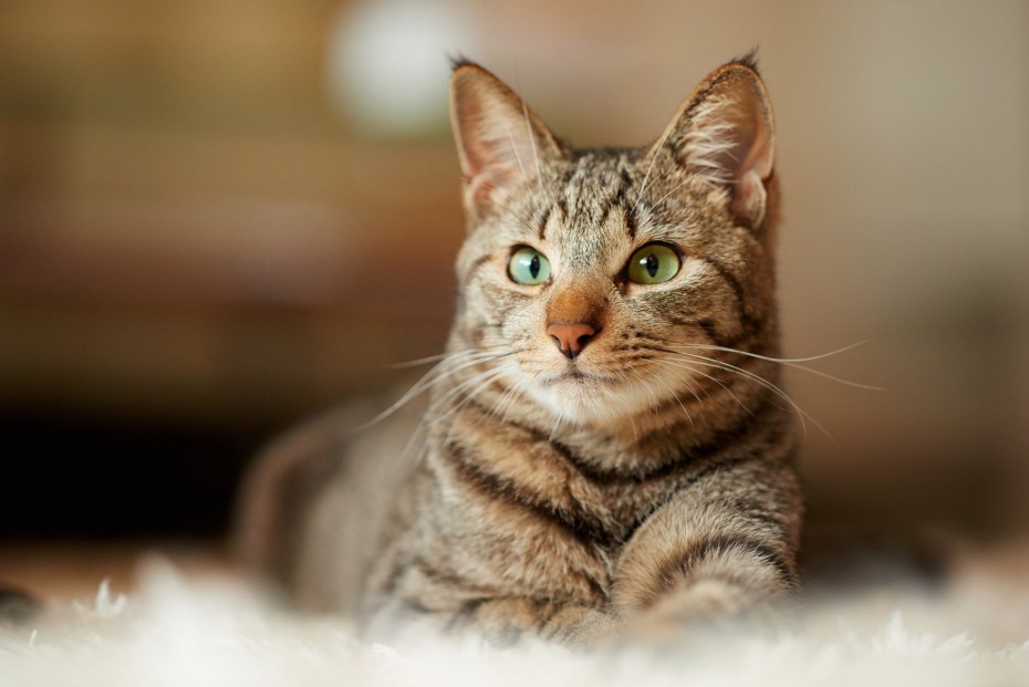 Кошачий глаз
