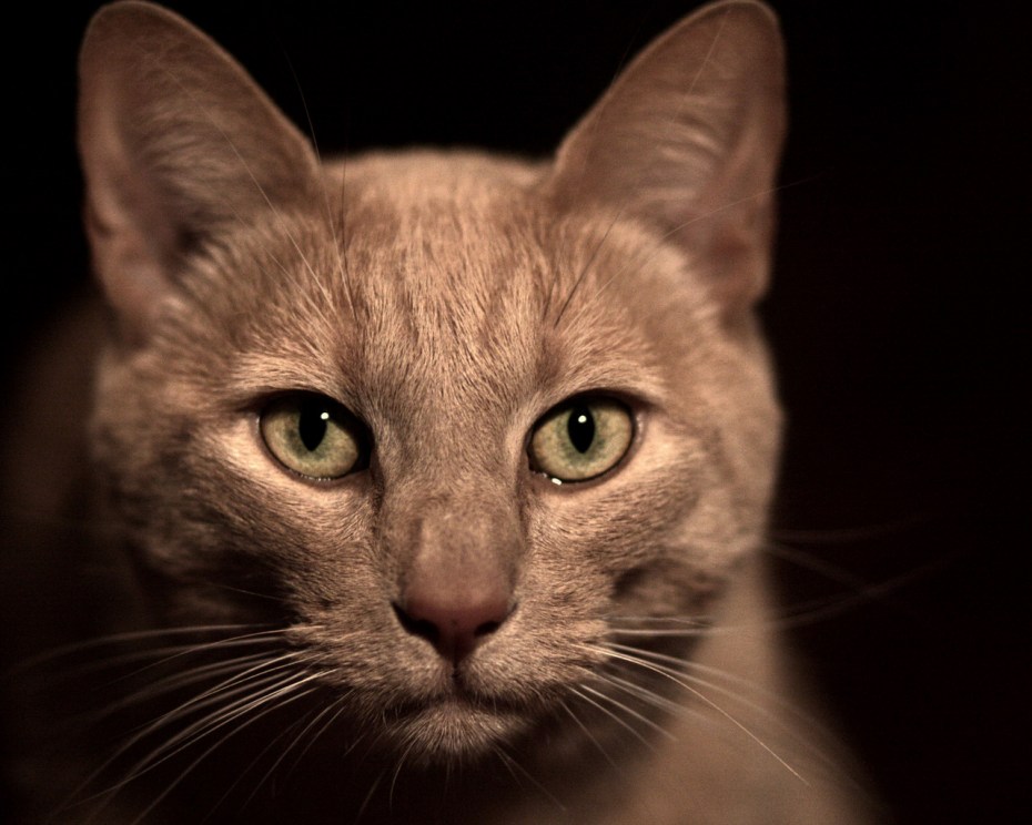 Бурая кошка