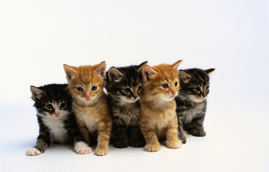 Много котят на белом фоне