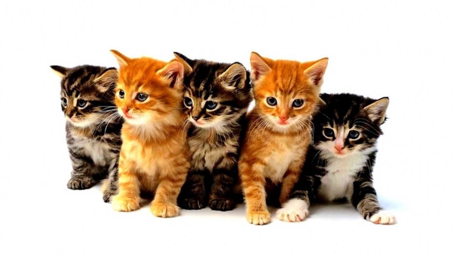 Кошка с котятами на прозрачном фоне
