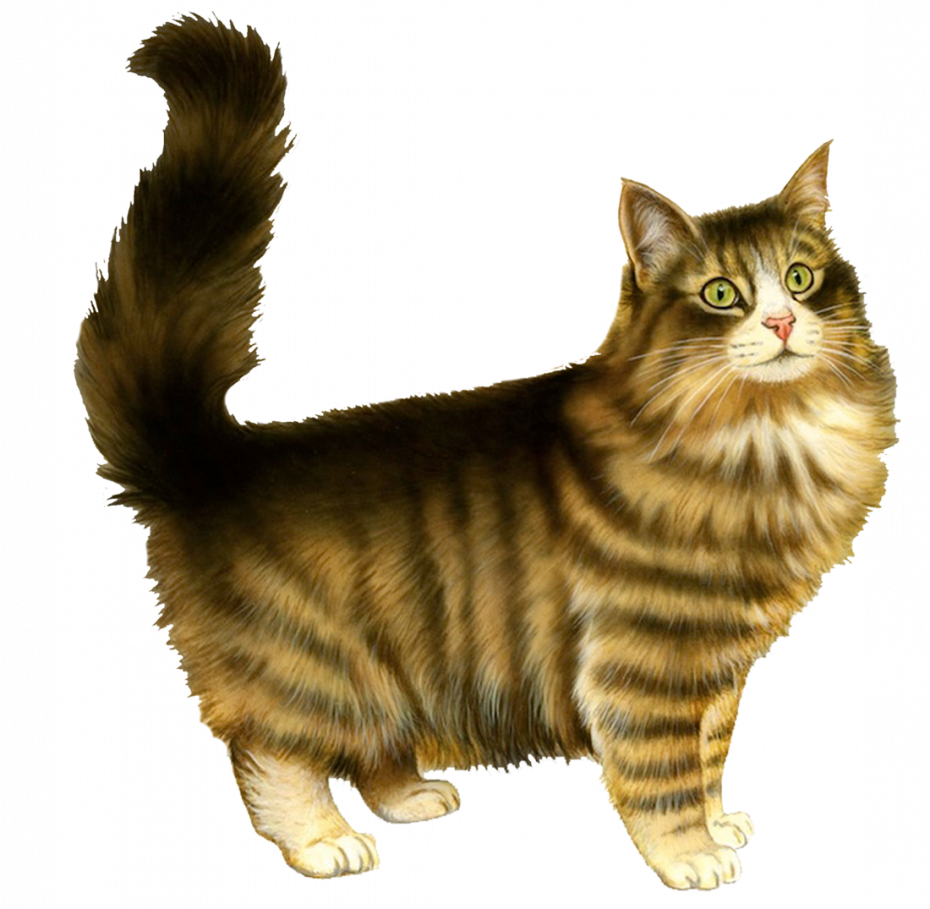 Кошка Мейн кун