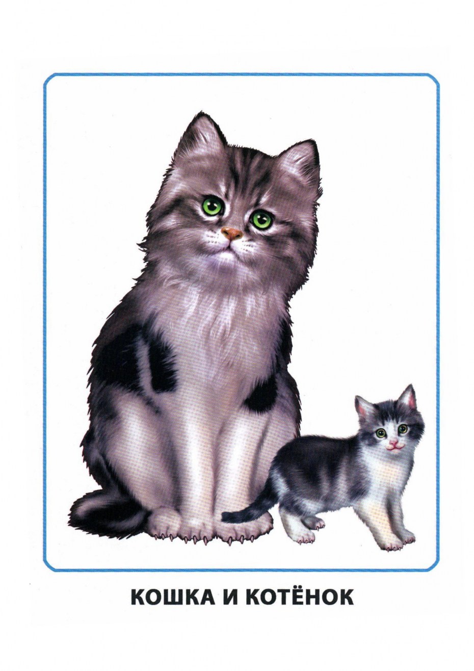 Кошка для дошкольников