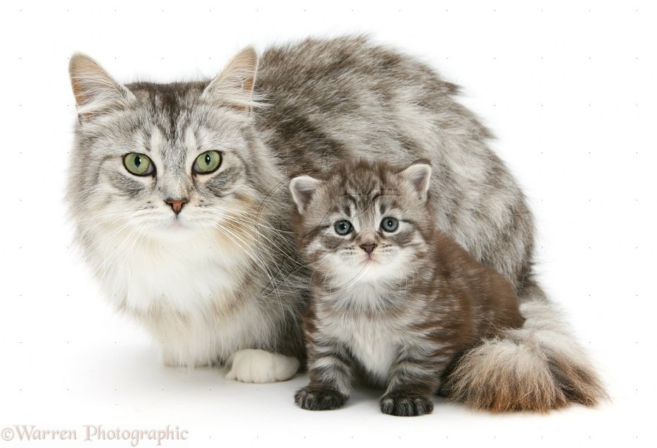 Кошка с котятами
