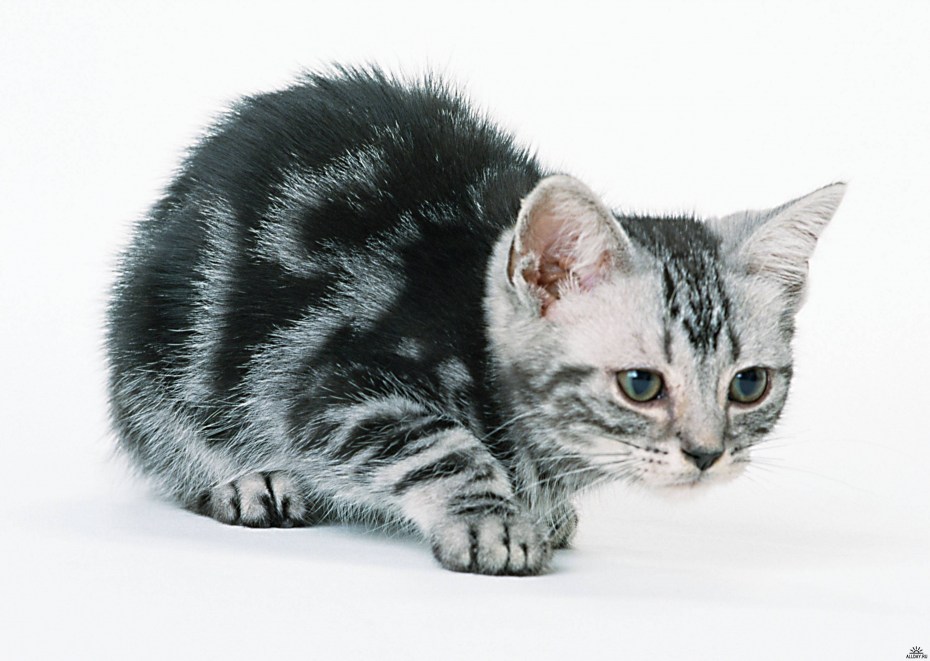 Кошка для детей