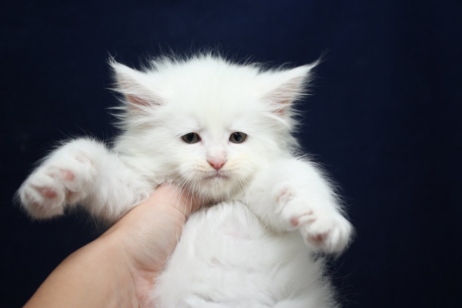 Белый котенок Мейн куна