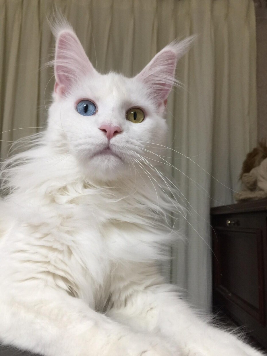Котята Мейн кун