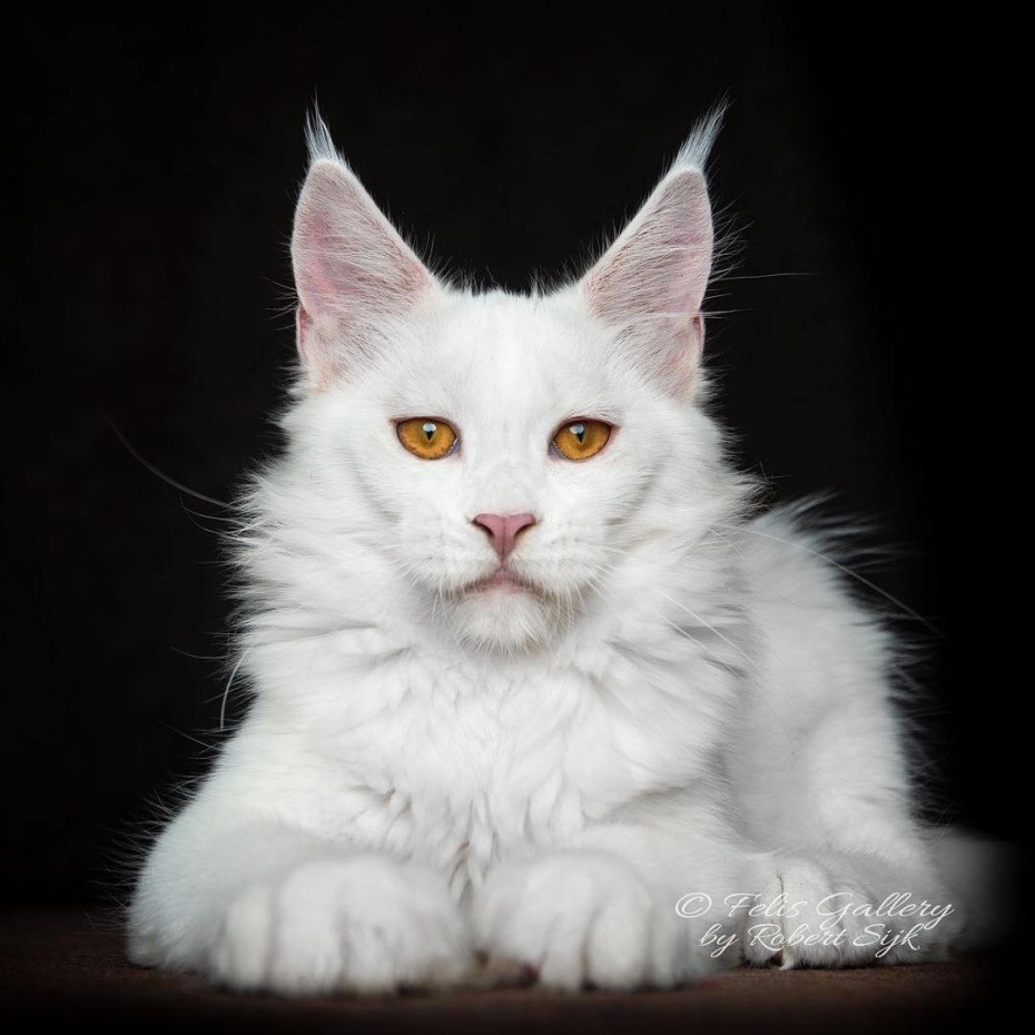 Белый котенок Мейн куна