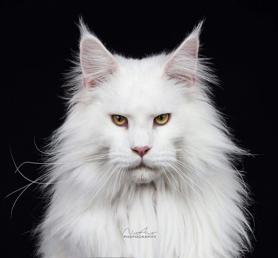 Котята Мейн кун биколор