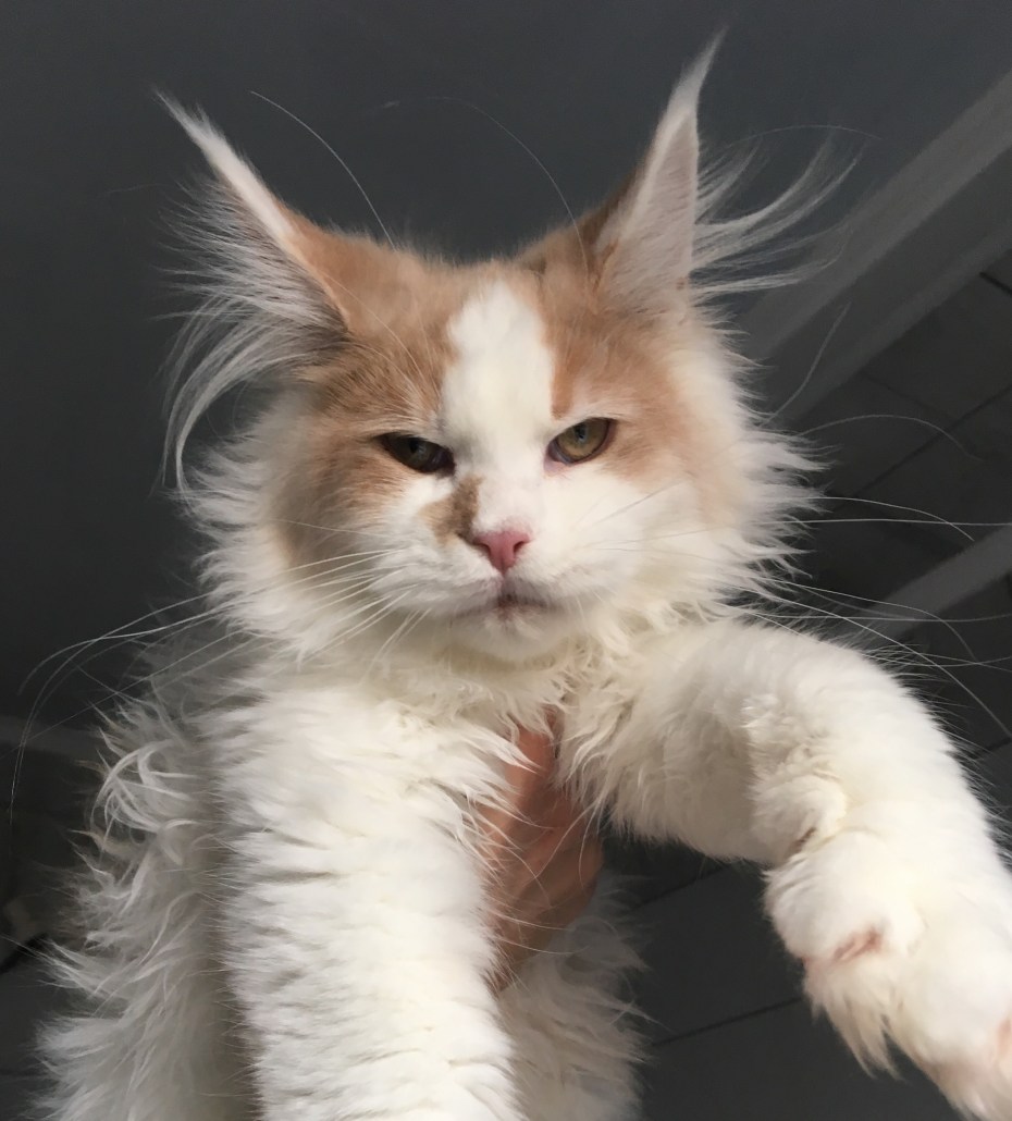 Пушистые Мейн куны котята