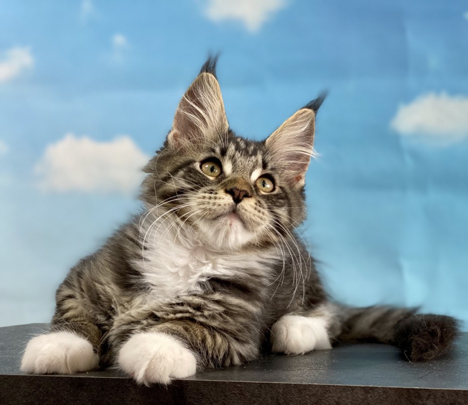 Котенок Мейн кун белый с пятнами