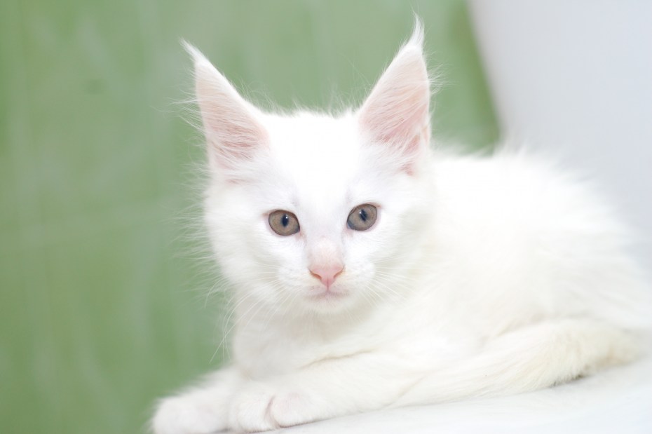 Коты Мейн куны котята
