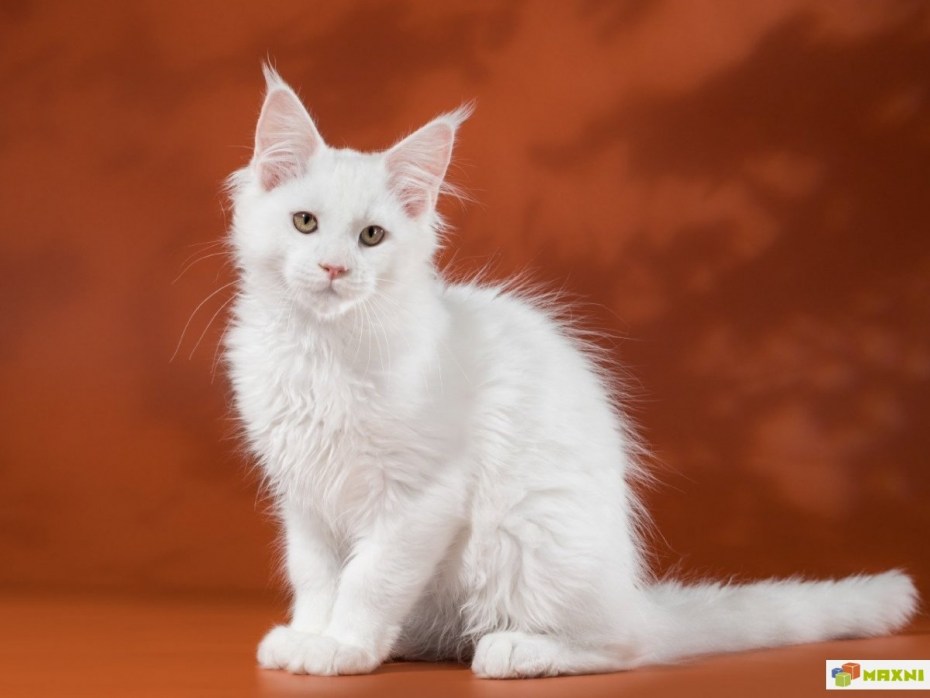 Котята Мейн кун с короткой шерстью