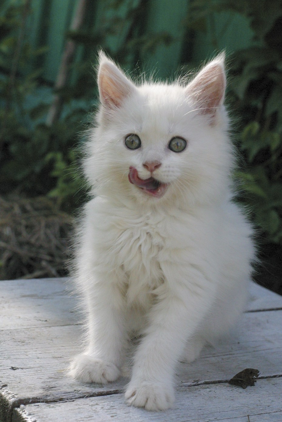 Котята Мейн кун белые