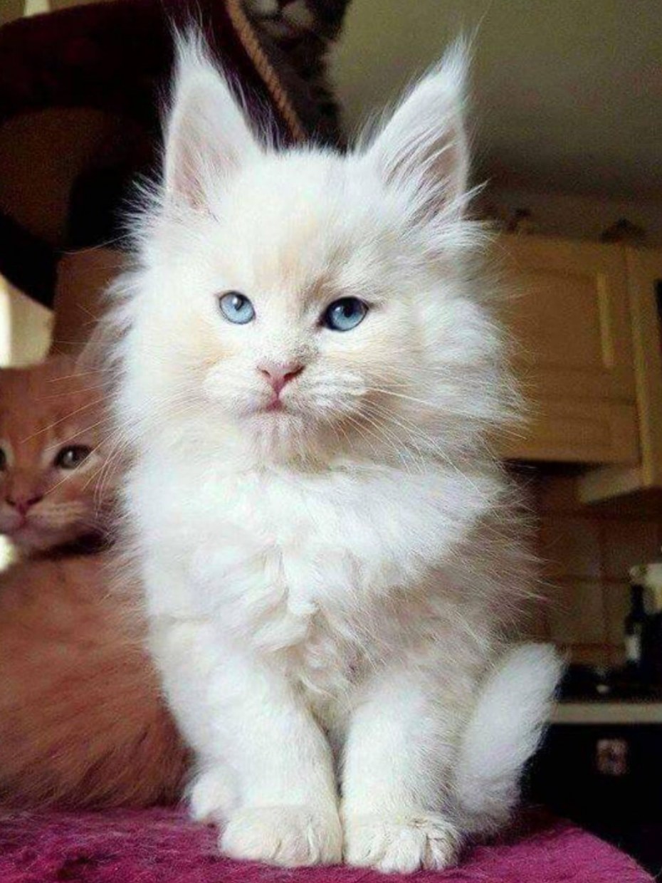 Белый Мэйн кун котёнок