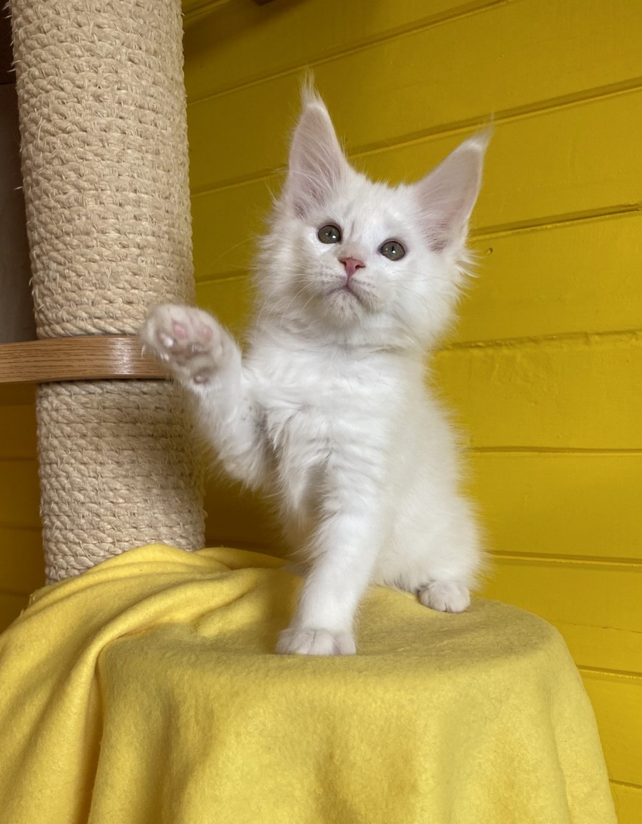 Котята Мейн кун биколор