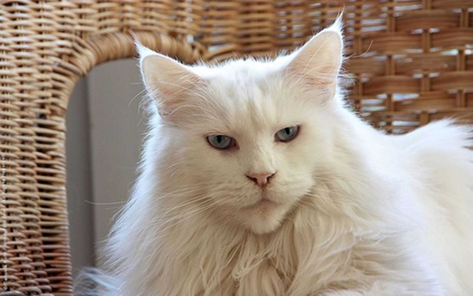 Королевские котята
