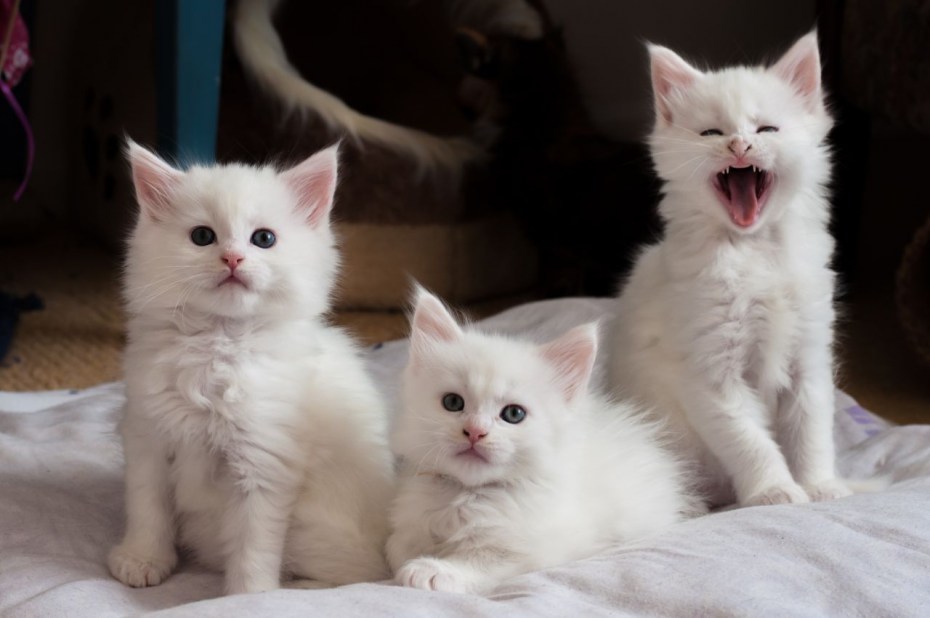 Белая кошка Мейн кун