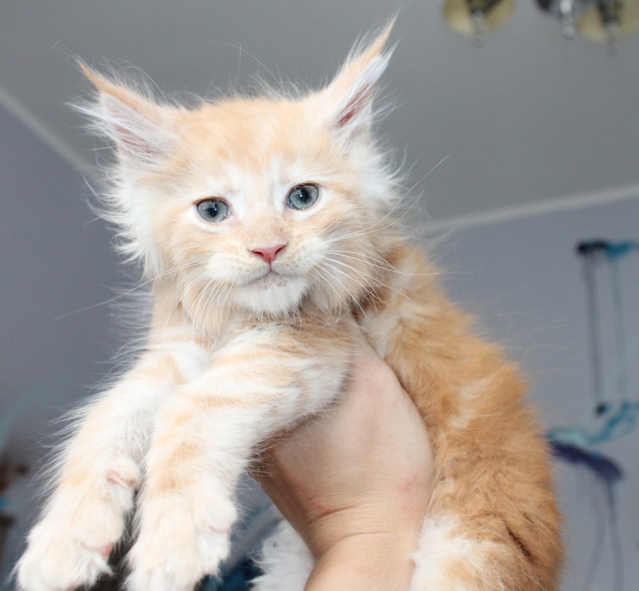 Маленький белый котёнок Мейн куна