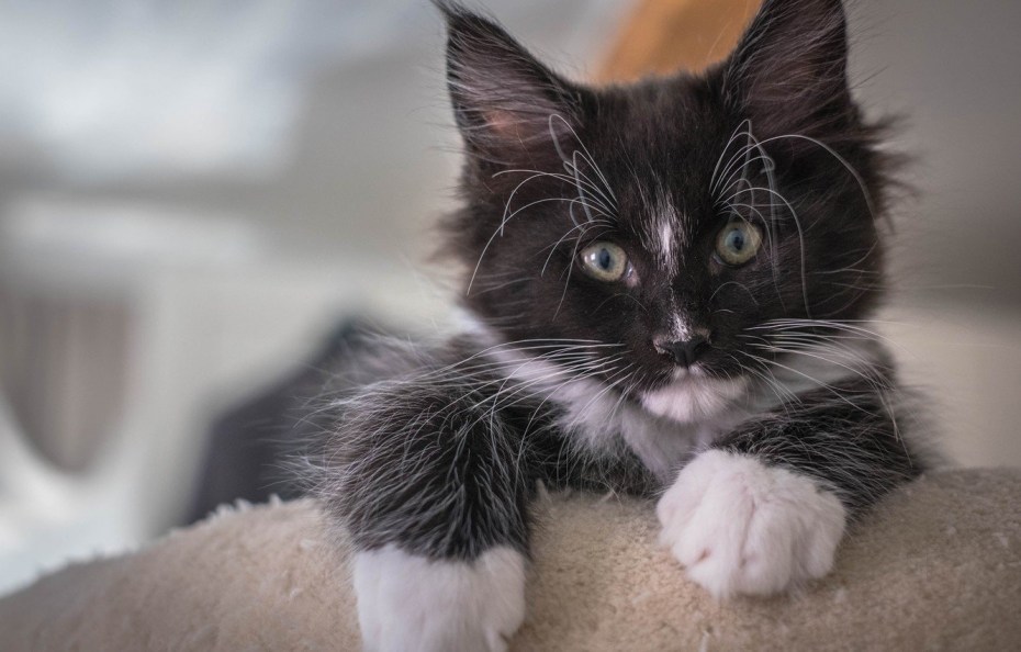 Котенок Мейн кун рыжий 1 месяц