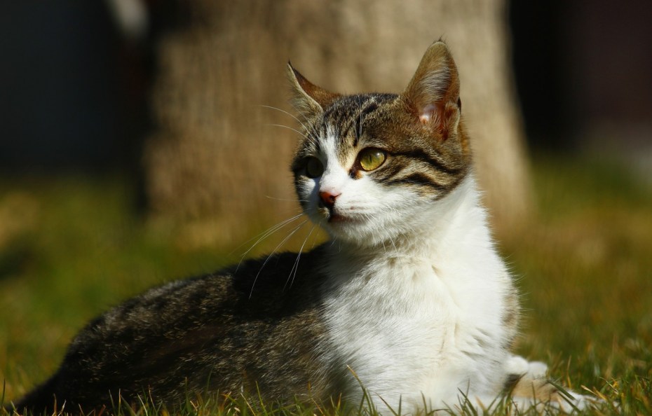 Серо белые коты