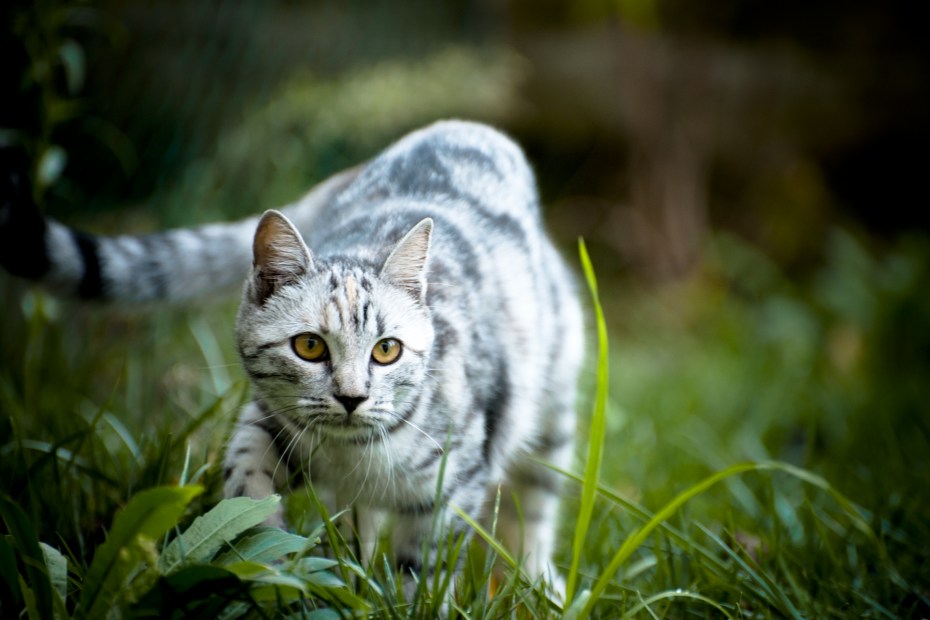 Красивая кошка на природе