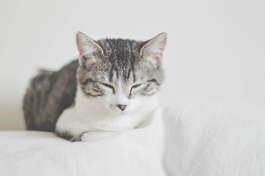 Серо белая кошка короткошерстная