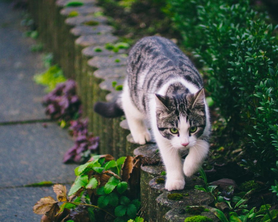 Животные кошки