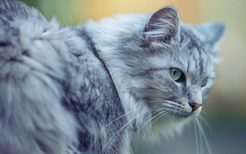 Красивая серая кошка