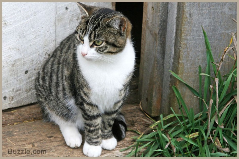 Эгейская кошка табби