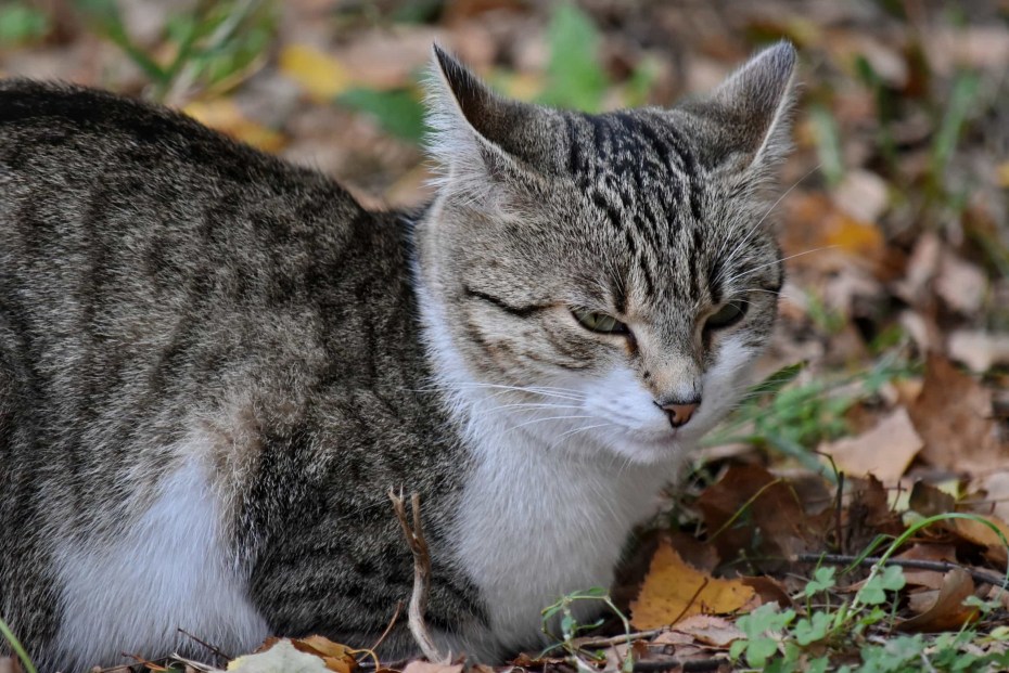 Кот полосатик
