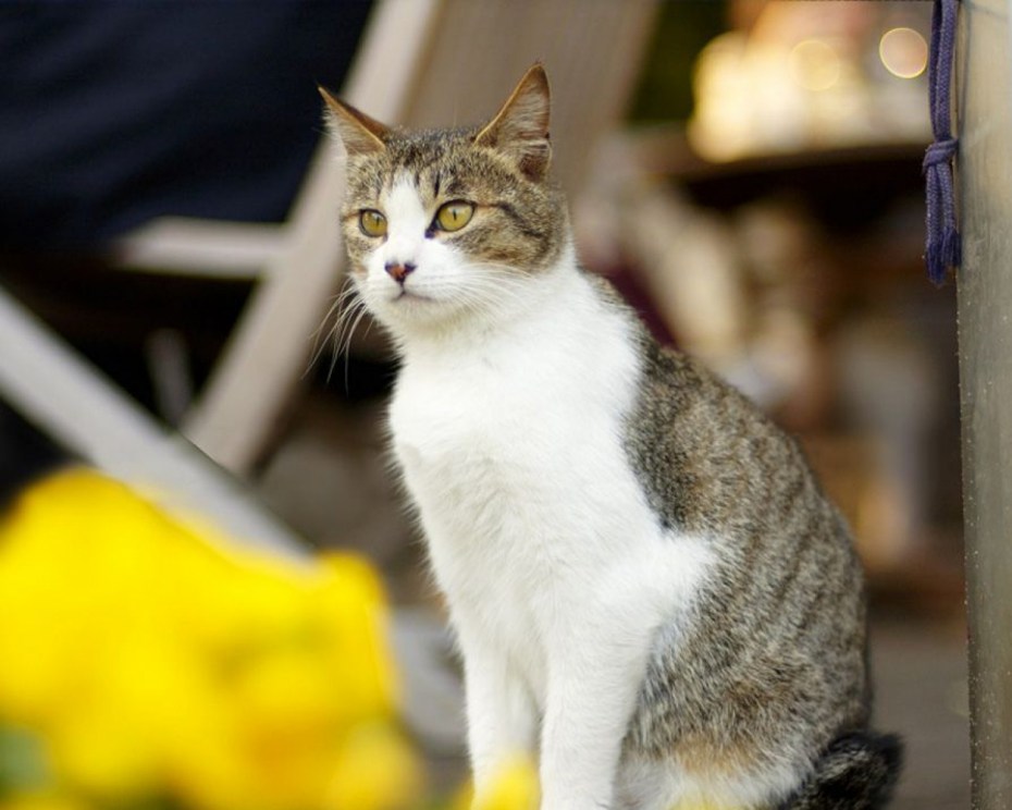 Бело серая кошка