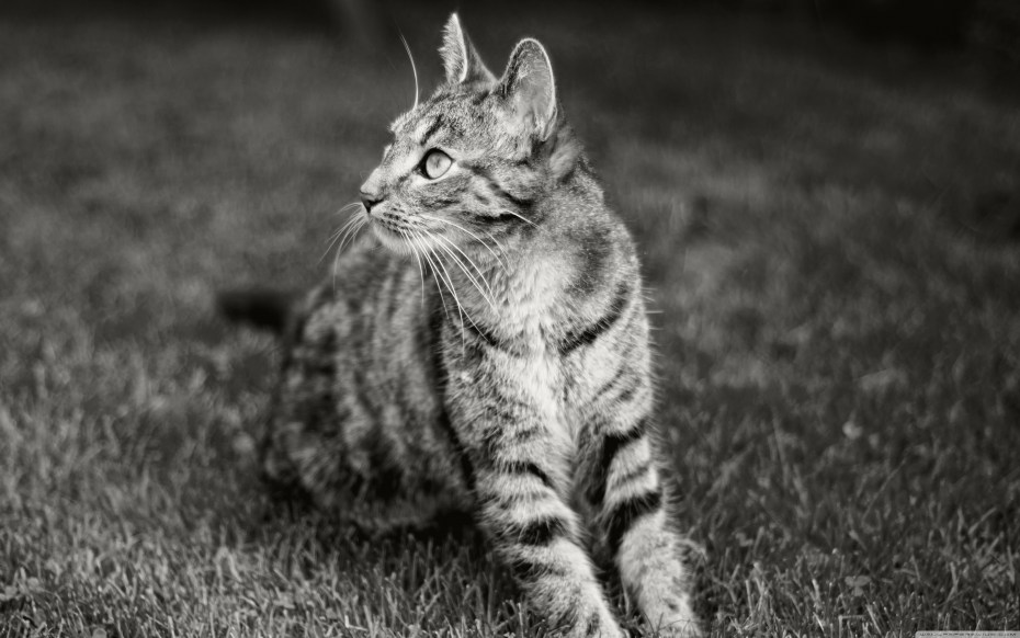 Кот серый