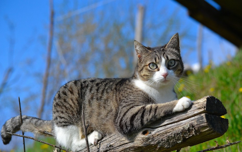 Окрас кота мышелова