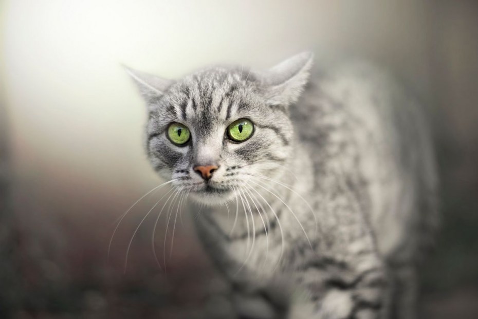 Кот серый