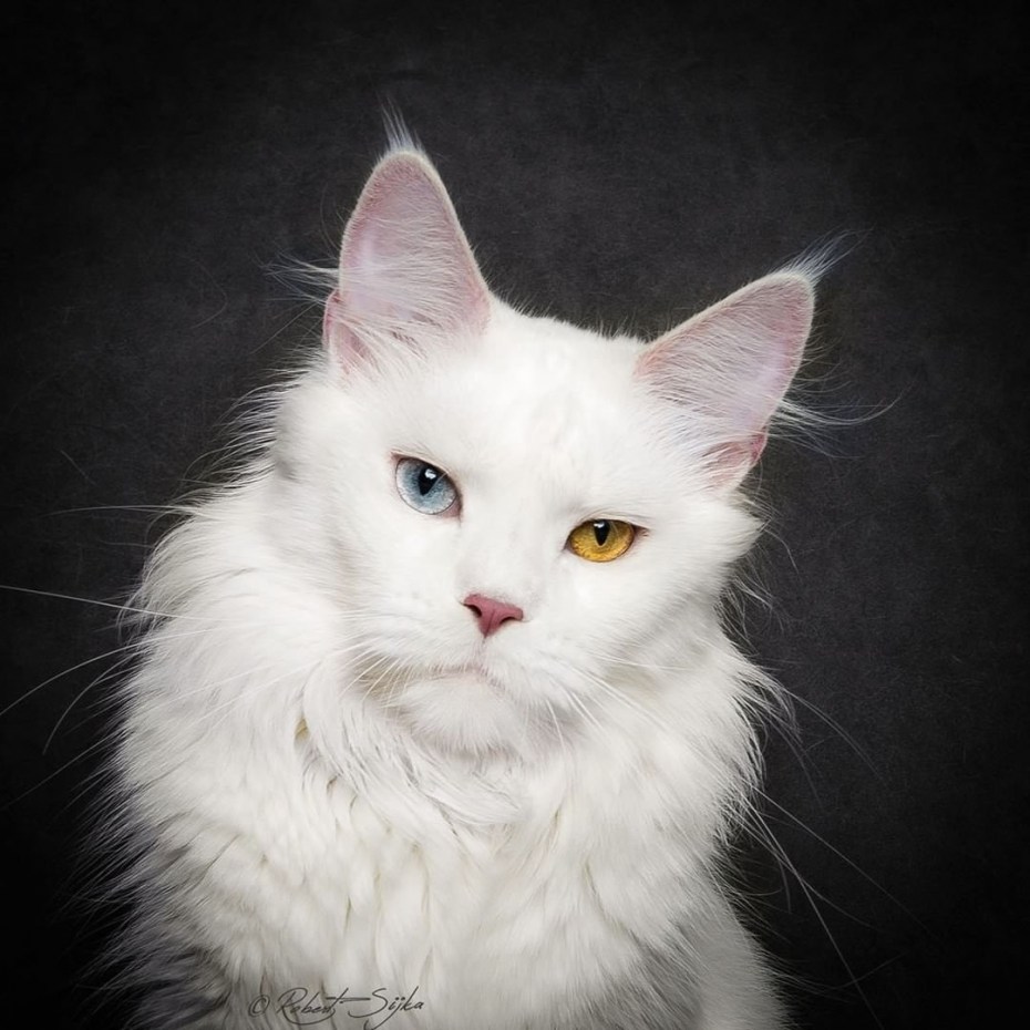 Кот Мейн кун