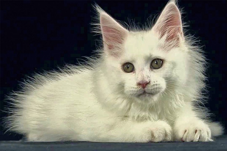 Котята Мейн кун белые