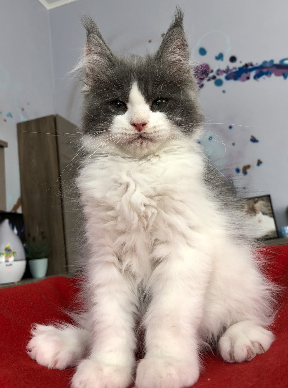 Мейн кун серо белый котенок