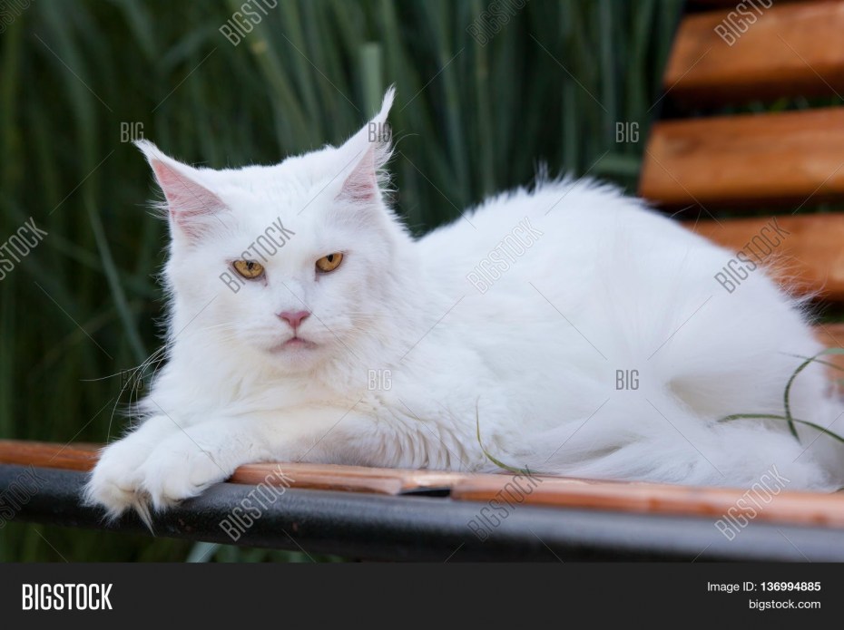 Белая кошка Мейн кун