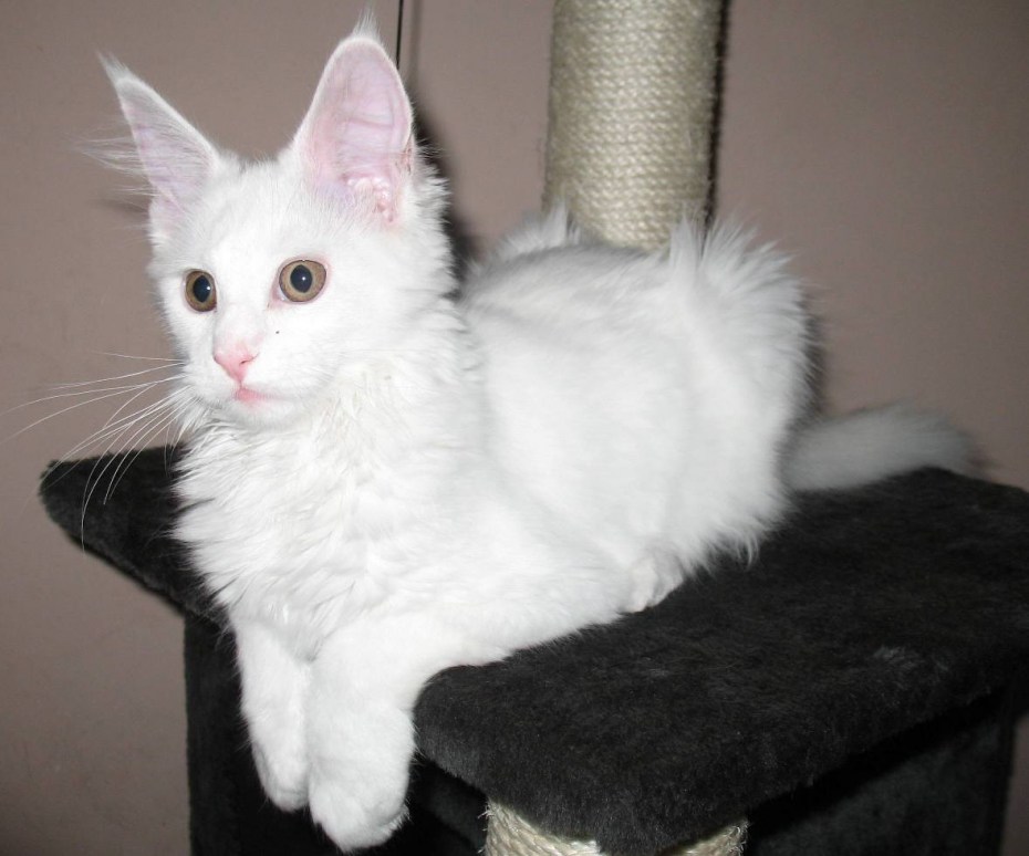 Белый котенок Мейн куна
