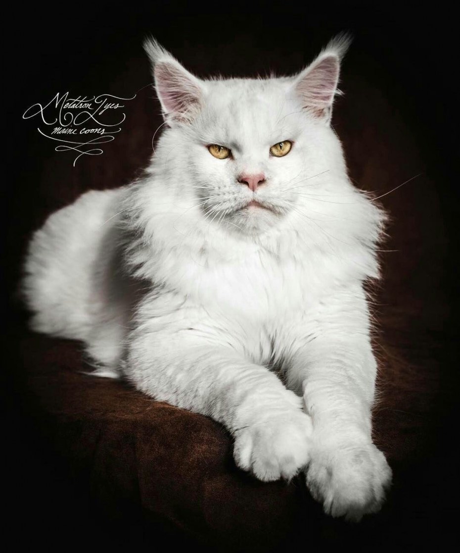 Белый мейнкун кот