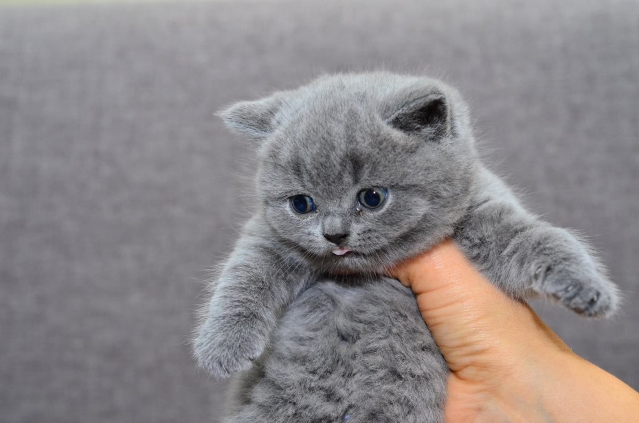Серый вислоухий котенок британец