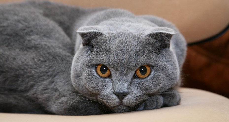 Шотландская вислоухая кошка серая