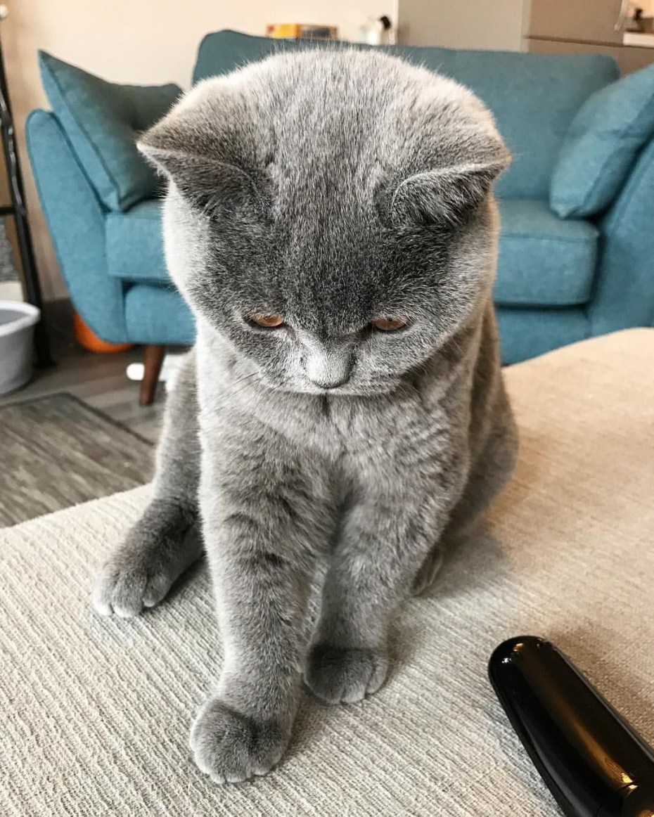 Британские короткошерстные вислоухие котята