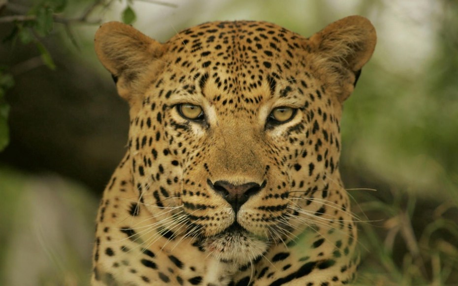 Леопард Panthera pardus
