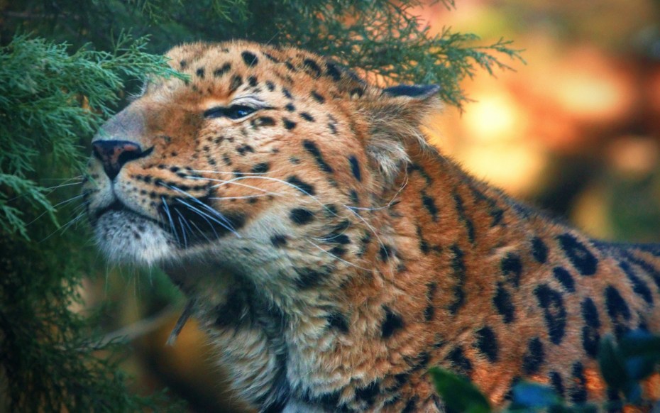 Красивые Дикие кошки